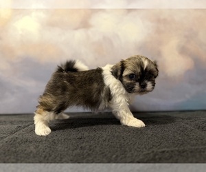 Shih Tzu Puppy for sale in LONE TREE, CO, USA