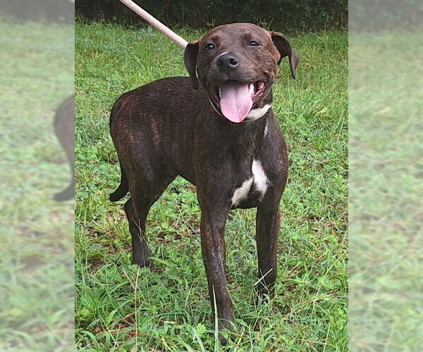 Medium Photo #1 American Pit Bull Terrier-Unknown Mix Puppy For Sale in Wetumpka, AL, USA