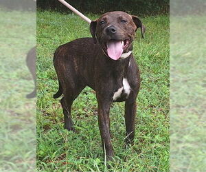 Medium American Pit Bull Terrier Mix