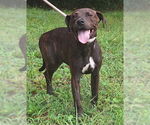 Small American Pit Bull Terrier Mix