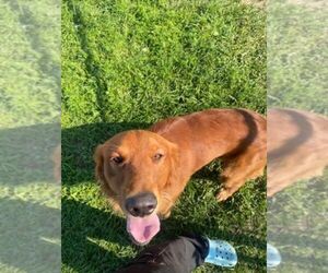 Father of the Golden Retriever puppies born on 08/29/2025