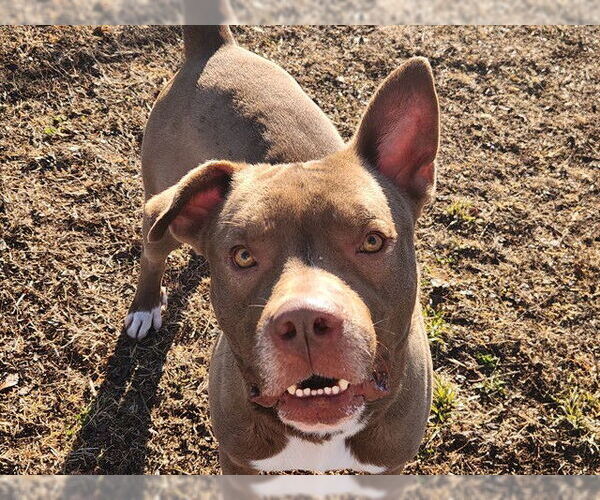 Medium Photo #2 Staffordshire Bull Terrier Puppy For Sale in Ocala, FL, USA