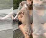 Small #6 American Bully