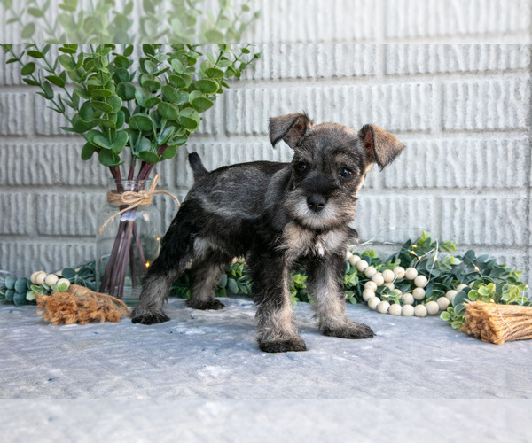 Medium Photo #2 Schnauzer (Miniature) Puppy For Sale in BALTIC, OH, USA
