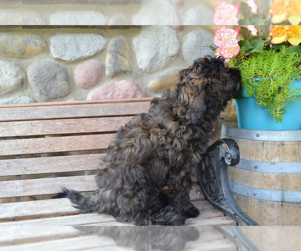 Medium Photo #4 Bernedoodle-Poodle (Miniature) Mix Puppy For Sale in GREENWOOD, WI, USA