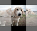 Small #9 Anatolian Shepherd-Great Pyrenees Mix