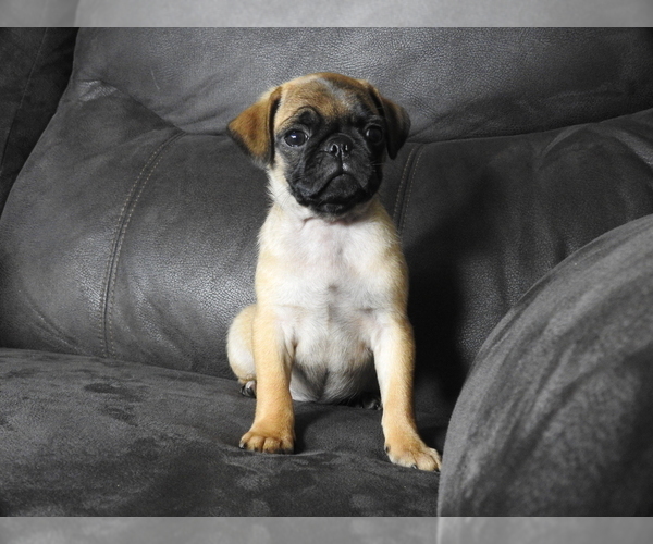 Medium Photo #1 Pug Puppy For Sale in FALL CREEK, WI, USA