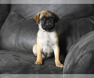 Medium Pug