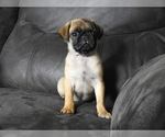 Puppy 3 Pug