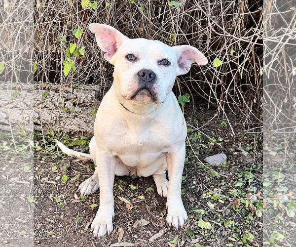 Medium Photo #2 American Staffordshire Terrier-Bulldog Mix Puppy For Sale in Albuquerque, NM, USA