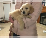 Small Photo #4 Goldendoodle Puppy For Sale in PARIS, TX, USA