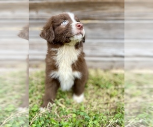 Australian Shepherd Puppy for sale in ORLANDO, FL, USA