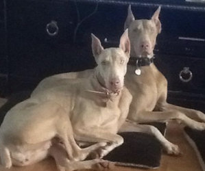 Mother of the Doberman Pinscher puppies born on 11/11/2025