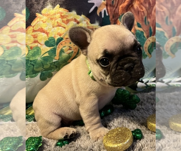 Medium Photo #9 French Bulldog Puppy For Sale in BOLIVAR, MO, USA