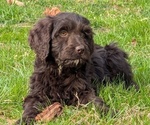 Puppy 3 Boykin Spaniel-Goldendoodle Mix