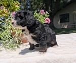 Small #6 Miniature Bernedoodle