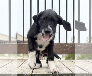 Labrador Retriever-Unknown Mix Dogs for adoption in LAKE ST LOUIS, MO, USA