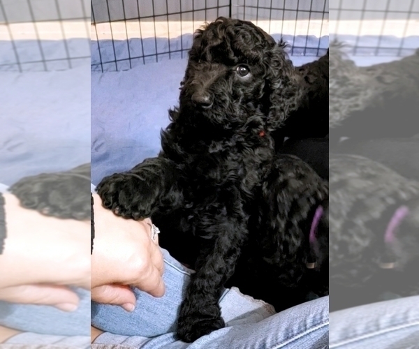Medium Photo #24 Poodle (Standard) Puppy For Sale in DYERSBURG, TN, USA
