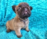 Small Photo #4 French Bulldog Puppy For Sale in LAS VEGAS, NV, USA