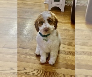 Poodle (Miniature) Puppy for sale in VINELAND, NJ, USA