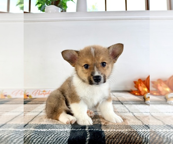 Medium Photo #2 Pembroke Welsh Corgi Puppy For Sale in GREENFIELD, IN, USA