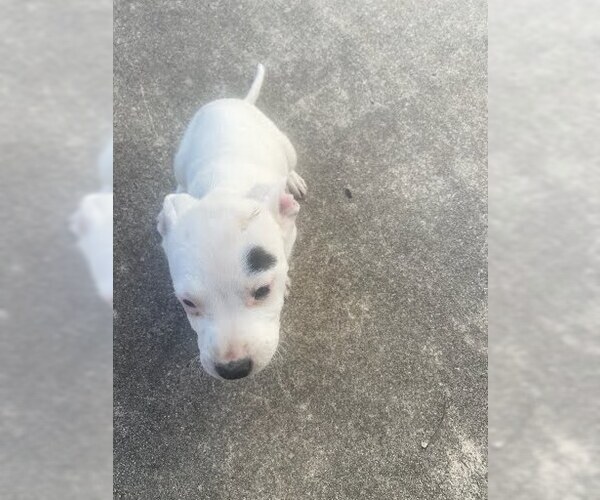 Medium Photo #3 American Staffordshire Terrier Puppy For Sale in San Antonio, TX, USA