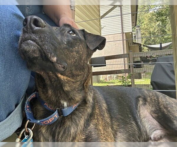 Medium Photo #3 Labrador Retriever-Unknown Mix Puppy For Sale in Greenbelt, MD, USA