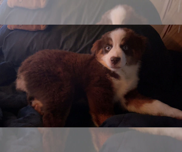 Medium Photo #1 Miniature American Shepherd Puppy For Sale in MILTON, FL, USA