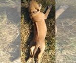 Small Photo #5 Rhodesian Ridgeback Puppy For Sale in ROCHESTER, WA, USA