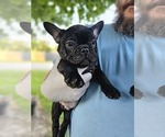 Small #6 French Bulldog