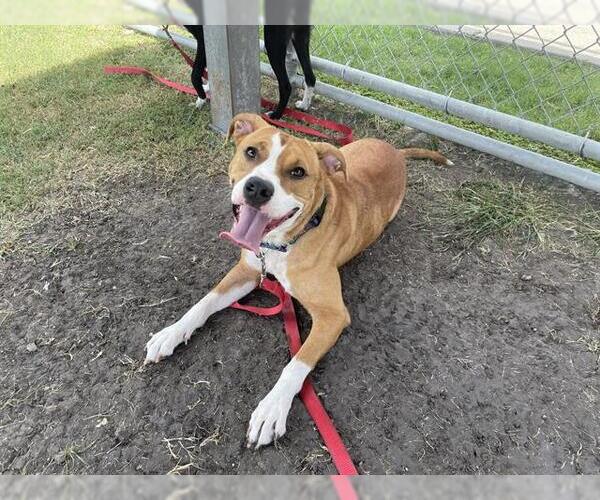 Medium Photo #2 American Pit Bull Terrier Puppy For Sale in Corpus Christi, TX, USA
