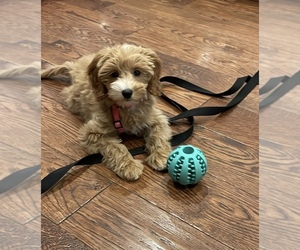 Bernedoodle (Miniature) Puppy for sale in PLAINFIELD, NJ, USA