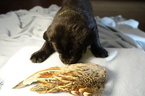 Small Photo #8 German Shorthaired Lab Puppy For Sale in RAPID CITY, SD, USA