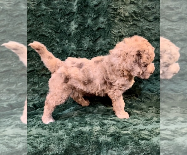 Medium Photo #15 Miniature Bernedoodle Puppy For Sale in GREEN FOREST, AR, USA