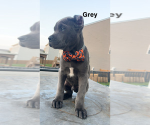 Cane Corso Puppy for sale in JOLIET, IL, USA