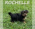 Small #2 YorkiePoo