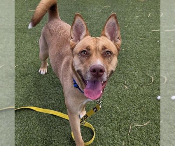 Medium Photo #2 German Shepherd Dog-Unknown Mix Puppy For Sale in Las Vegas, NV, USA