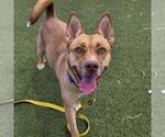 Small #1 German Shepherd Dog Mix