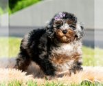 Small #3 Poodle (Miniature)