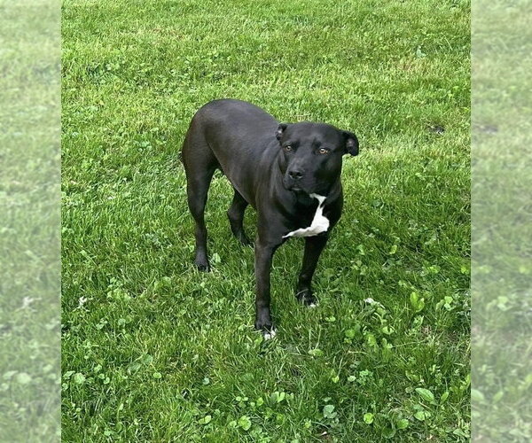 Medium Photo #9 American Pit Bull Terrier-Unknown Mix Puppy For Sale in Germantown, OH, USA