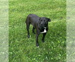 Small #8 American Pit Bull Terrier Mix