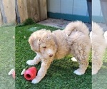 Small Photo #5 Aussie-Poo-Poodle (Miniature) Mix Puppy For Sale in PIONEER, CA, USA