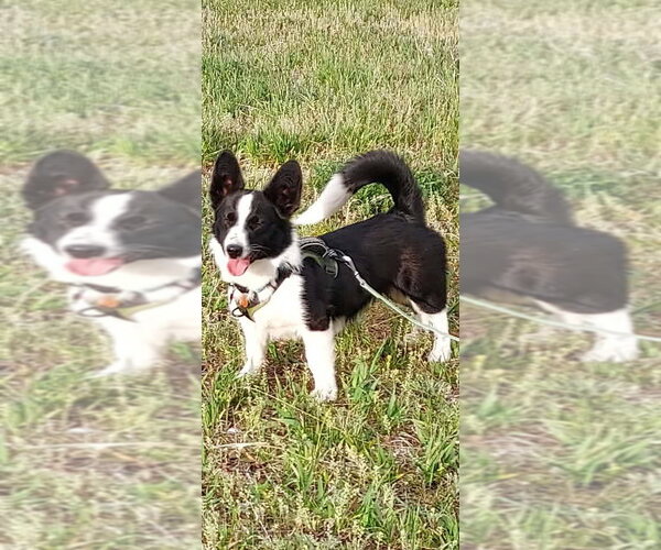 Medium Photo #2 Mutt Puppy For Sale in Denver , CO, USA