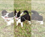Small #1 Mutt