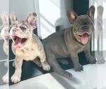 Small #1 French Bulldog