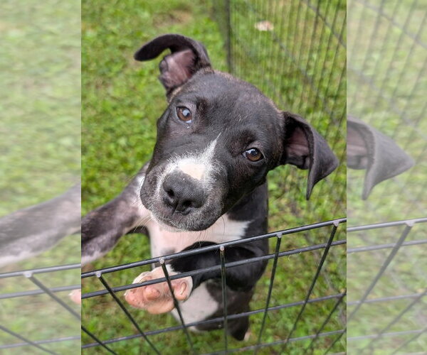 Medium Photo #2 Boxer-Unknown Mix Puppy For Sale in Southbury, CT, USA