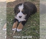 Small Photo #12 Bernese Mountain Dog Puppy For Sale in SALMON, ID, USA
