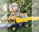 Image preview for Ad Listing. Nickname: Boone