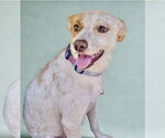 Small #3 Labrador Retriever Mix