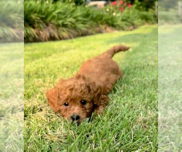 Medium Photo #5 Double Doodle Puppy For Sale in LAGRANGE, GA, USA